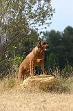 RODESIAN RIDGEBACK 246